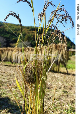 ゆずの里毛呂山町の里山で古代米の稲に出来た日本一小さなカヤネズミの珍しい巣と稲架掛けの風景 98783003