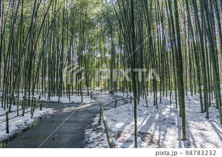 嵯峨野　竹林の道　残雪の朝 98783232