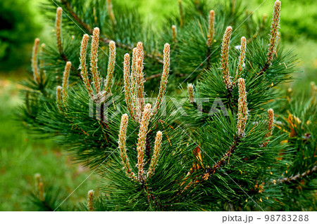 Blooming young pine tree with delicate buds of cones 98783288