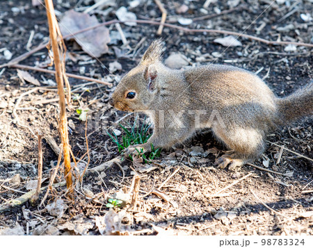 ニホンリスのかわいい姿 ニホンリスのかわいい姿 98783324