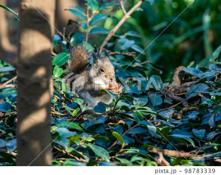 ニホンリスのかわいい姿 食事中 ニホンリスのかわいい姿 食事中 98783339