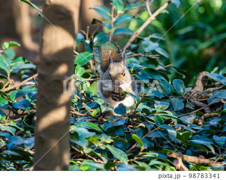 ニホンリスのかわいい姿　食事中 98783341