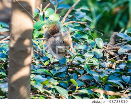 ニホンリスのかわいい姿　食事中 98783350