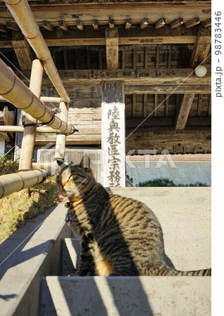 世界遺産中尊寺山門前の猫 98783446