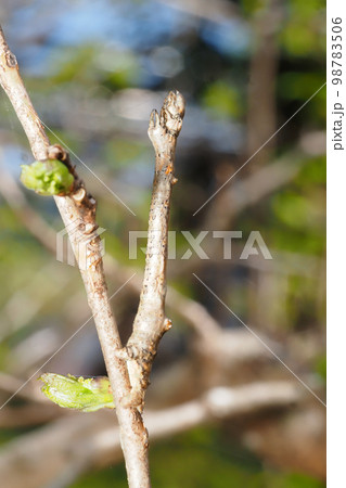 春のクワエダシャクの幼虫(右側) 春のクワエダシャクの幼虫(右側) 98783506