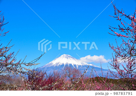 梅園 富士山 梅園 富士山 98783791