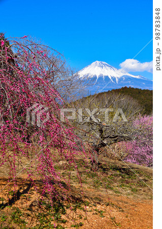 梅園　富士山 98783848