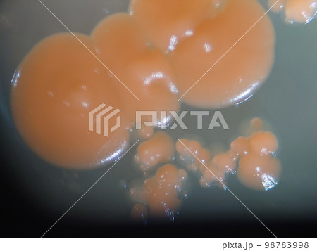 オレンジ色のばい菌のコロニー オレンジ色のばい菌のコロニー 98783998