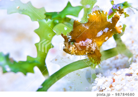 ハナオコゼの幼魚 ハナオコゼの幼魚 98784680