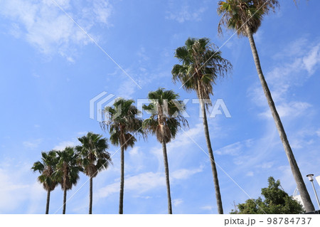 東京都品川区東八潮の東八潮緑道公園のヤシの並木 98784737