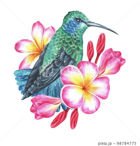 Watercolor illustration. A hummingbird sits in plumeria flowers. Frangipani. Tropical exotic bird. Isolated on a white background. For design prints, interior stickers and home goods 98784775