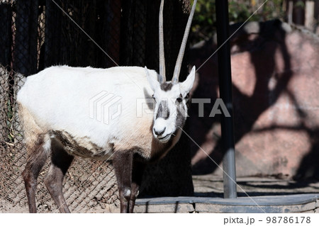 アラビアオリックス 98786178