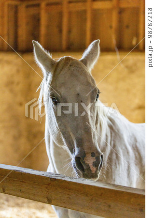 Stallion in stable looking at camera  98787218