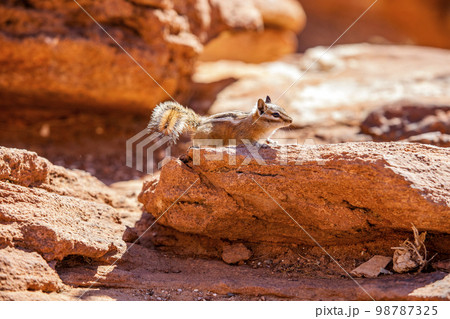 USA, Utah, Zion National Park, Wild chipmunk on rocks USA, Utah, Zion National Park, Wild chipmunk on rocks 98787325