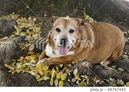 Senior dog resting in fall leaves 98787483