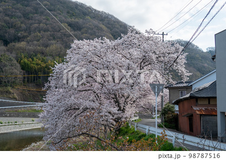岡山県の桜の名所・井原堤　起点となる1本の桜 98787516