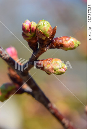 桜のつぼみ 桜のつぼみ 98787588