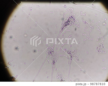 カマンベールチーズを作るシロカビ 98787810