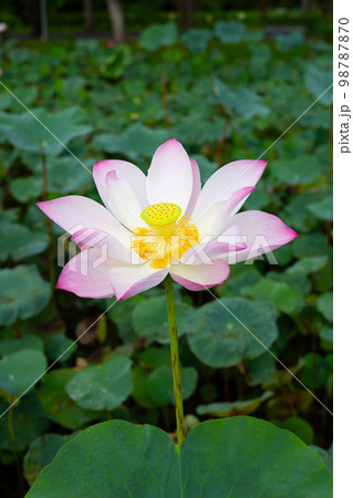 Pink lotus flower blooming in pond with green leaves Pink lotus flower blooming in pond with green leaves 98787870