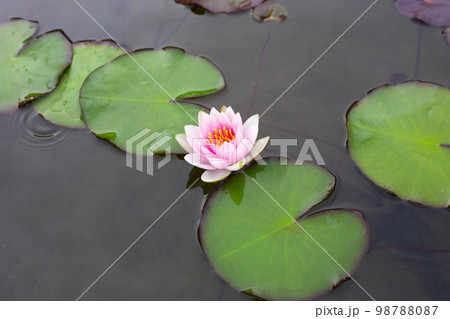 Beautiful blooming Nymphaea lotus flower with leaves, Pink water lily in pot 98788087