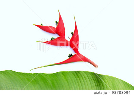 Heliconia orthotricha cv. Imperial, Red flower Heliconia orthotricha cv. Imperial, Red flower 98788094
