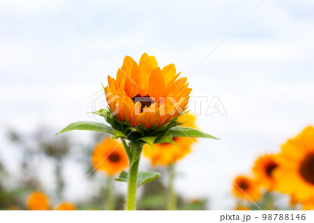 Sunflower field with blue sky. Beautiful summer landscape. 98788146
