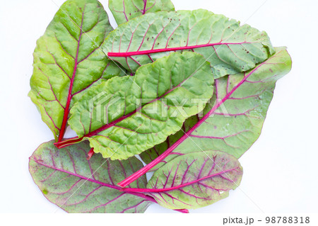 Fresh swiss chard leaves. Baby leaf swiss chard 98788318