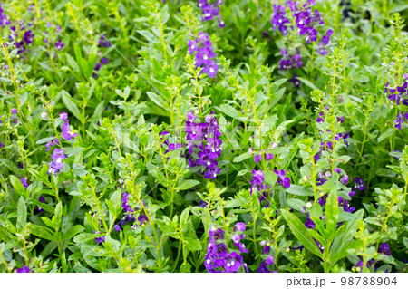 Beautiful angelonia goyazensis benth in the park 98788904