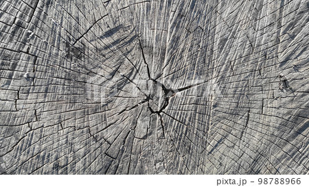 A close-up of a saw cut of a large stump 98788966