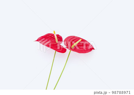 Flamingo flower or pigtail anthurium Flamingo flower or pigtail anthurium 98788971