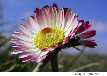Wildflower, Sierra de Guadarrama National Park, Spain 98788999