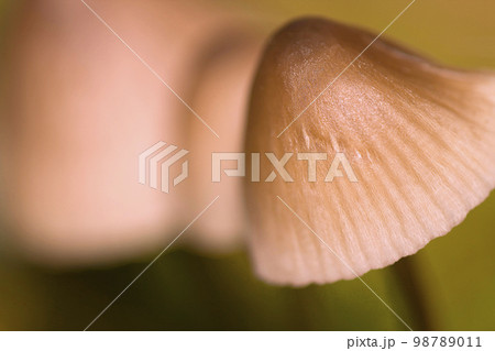Wild Mushroom, Sierra de Guadarrama National Park, Spain 98789011