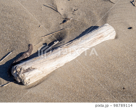 砂浜の流木 98789114