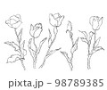 チューリップの線画イラスト 98789385