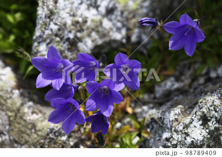 立山に咲くイワギキョウ 立山に咲くイワギキョウ 98789409