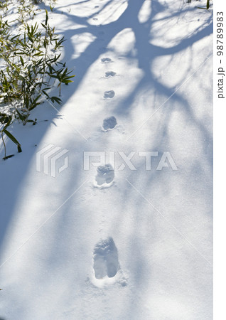 雪面に残る野生動物の足跡 雪面に残る野生動物の足跡 98789983
