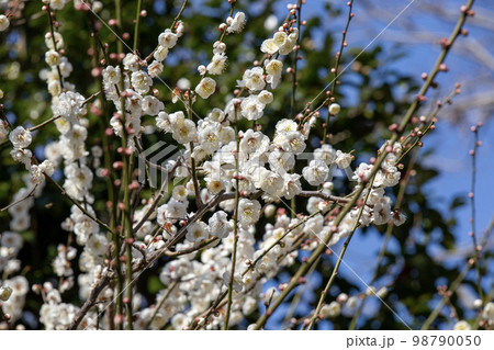 梅林の春 梅林の春 98790050