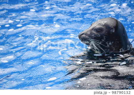 海の生き物~アザラシ~ 海の生き物~アザラシ~ 98790132