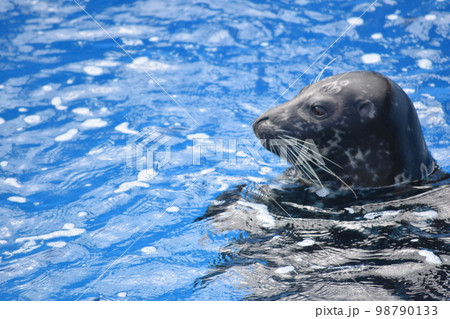 海の生き物～アザラシ～ 98790133