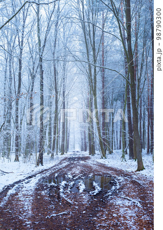 Muddy road alley in winter snow-covered forest Muddy road alley in winter snow-covered forest 98790300
