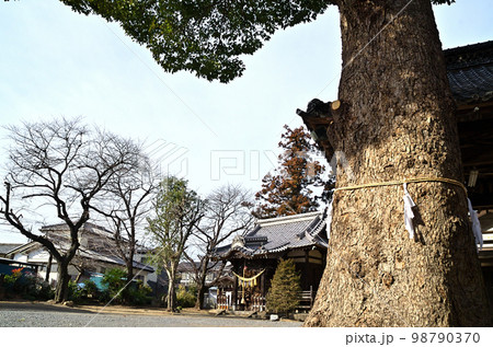 埼玉県深谷市岡の安産の神様 島護産泰神社 埼玉県深谷市岡の安産の神様 島護産泰神社 98790370