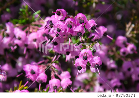 ジャノメエリカの花　クローズアップ 98790371