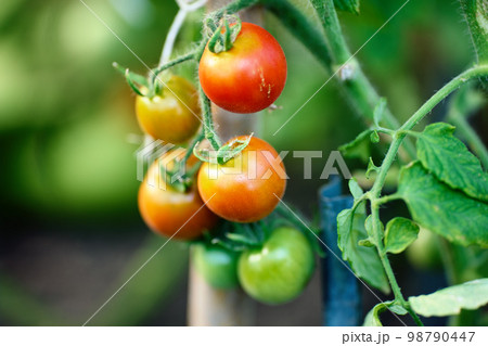 Branch of ripening tomatoes in vegetable garden greenhouse. Branch of ripening tomatoes in vegetable garden greenhouse. 98790447