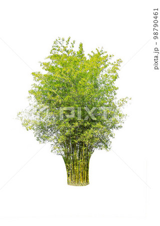 isolated big bamboo tree on White Background. bamboo tree Botanical garden organization elements of Asian nature in Thailand, tropical trees isolated used for design, advertising 98790461