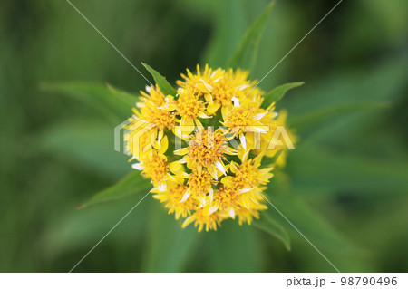 ミヤマアキノキリンソウのクローズアップ 98790496