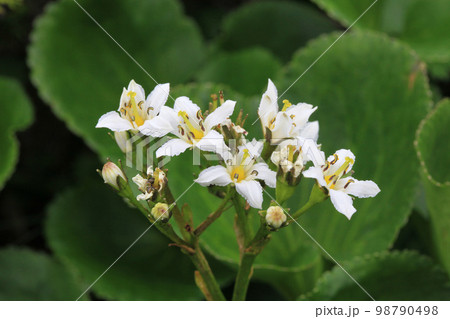 立山に咲くイワイチョウ 立山に咲くイワイチョウ 98790498
