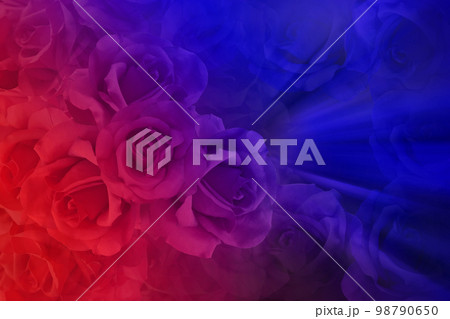 texture gradient violet and blue rose flowers background, nature, love, valentine, card, template, banner, copy space 98790650