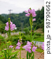 咲いているハナトラノオの花 98790662