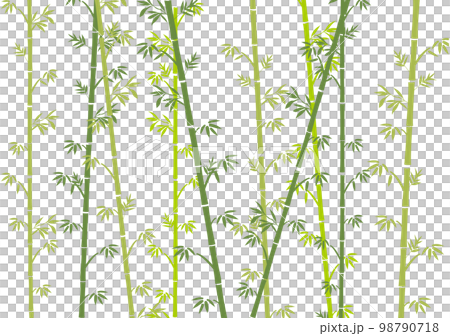竹子 98790718