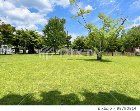 芝生のある風景 芝生のある風景 98790814